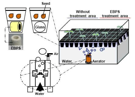 Micro Nano bubbles in Rice Farming